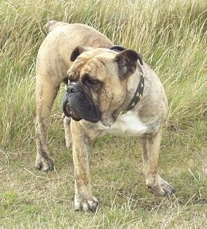 Front view - A tan with white and black Victorian Bulldog is standing in a field and it is looking to the left. The dog has a wide chest, big paws and a black pushed back muzzle.